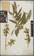 Foto von Salix alba L. x Salix fragilis L.